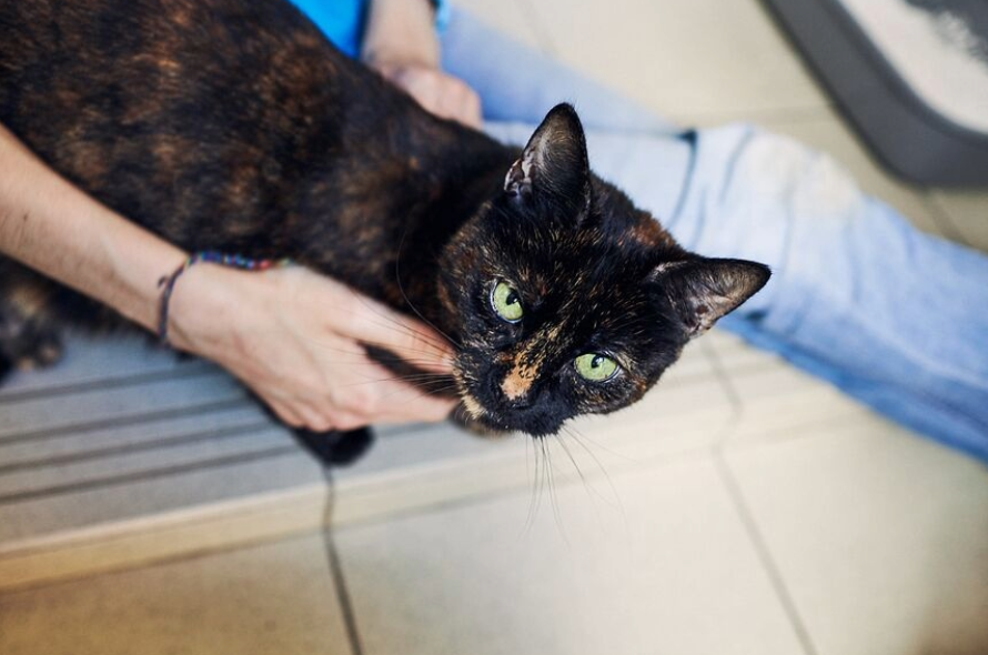 Black and brown cat on the floor with human looking up