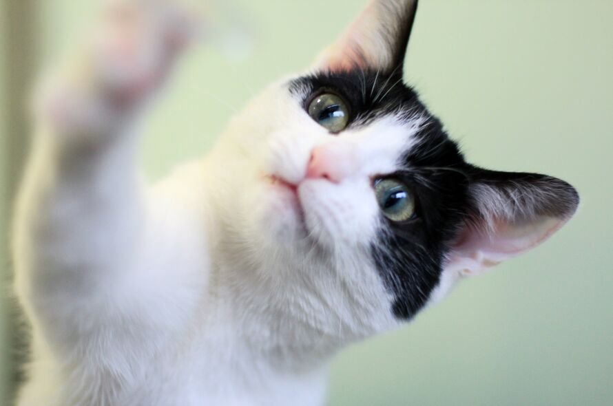 Black and white cat lifting up their paw
