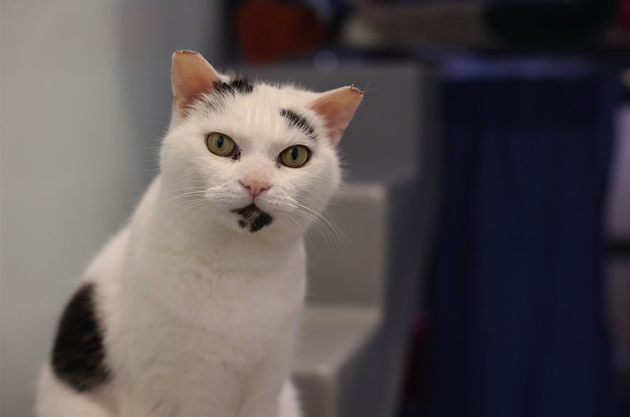 Black and white cat sat looking at the camera