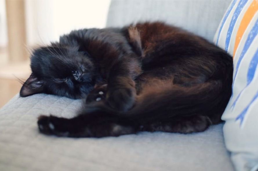 Black cat curled up sleeping