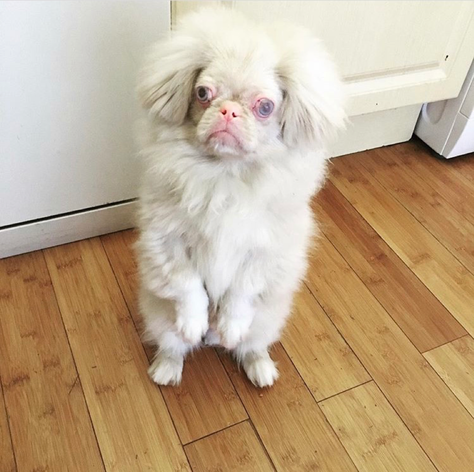 Small white dog on hind legs