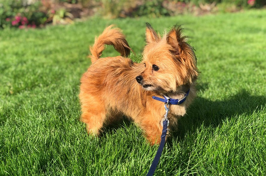 Brooke standing in a patch of green grass