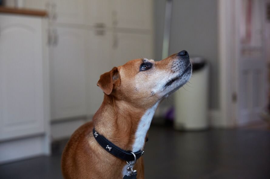 Brown dog looking upwards