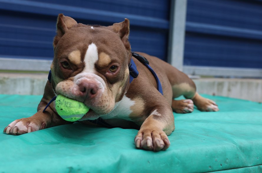 Bulldog laying down with tennis ball in mouth