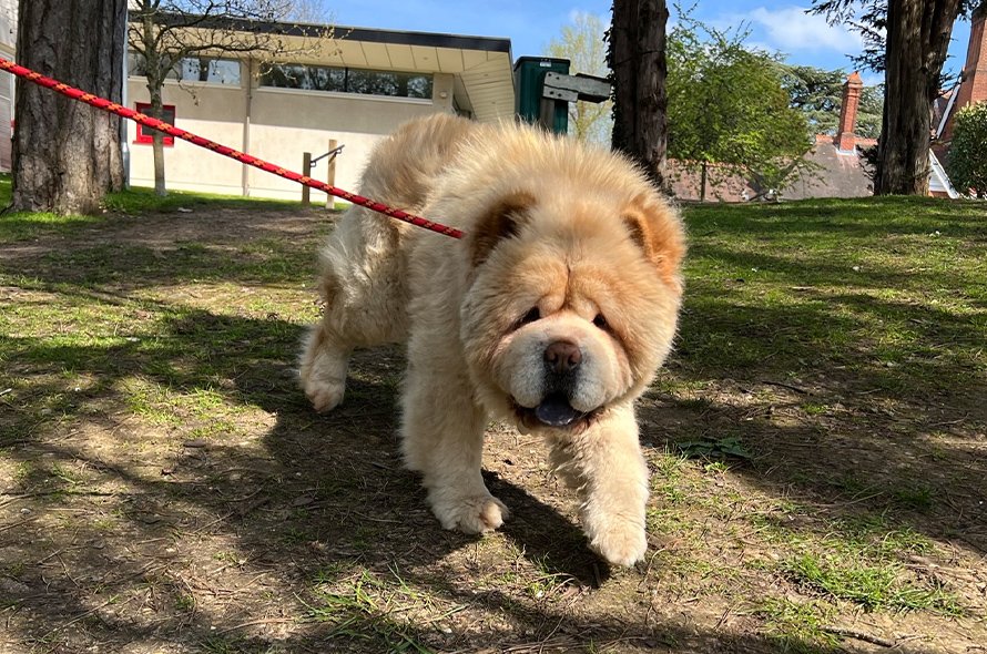 Bungle on lead in a park