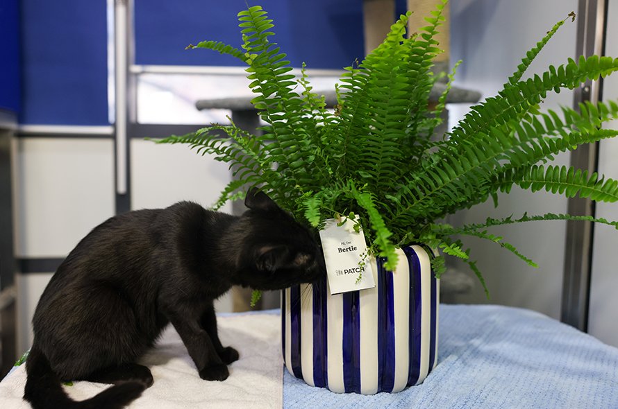 Cat sniffing plant
