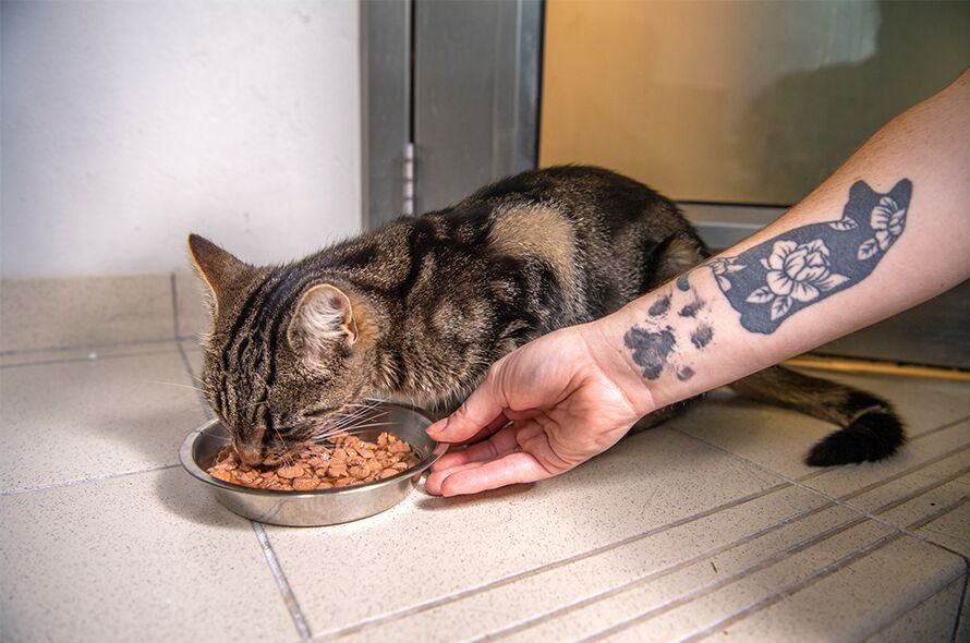 Cat eating out of a food bowl