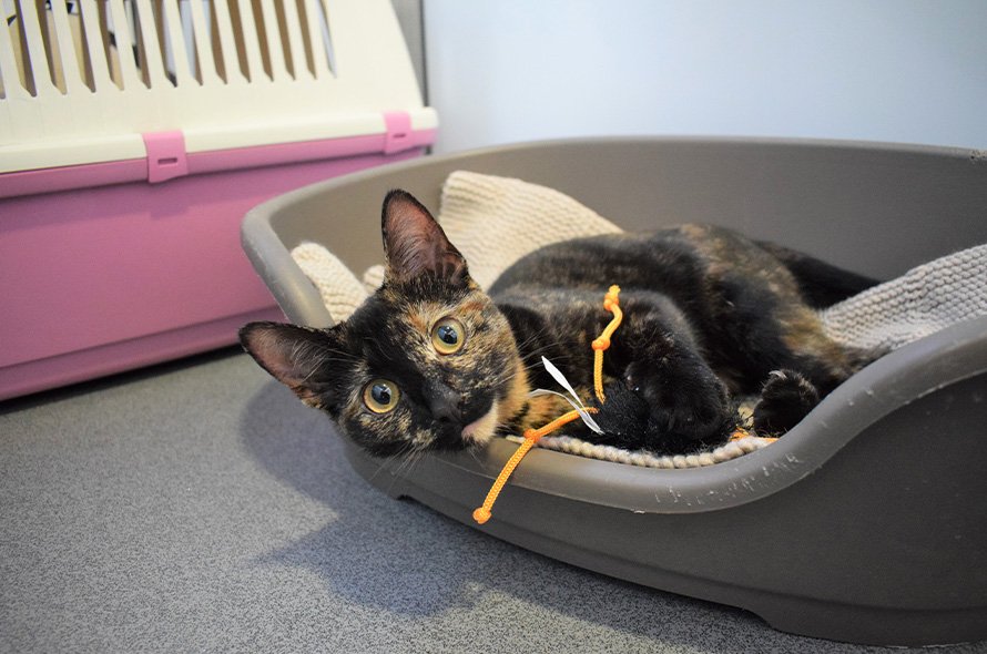 Cat laying on side of bed
