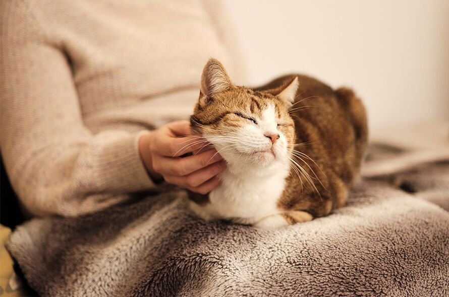 Cat sitting on blanket while being stroked by human