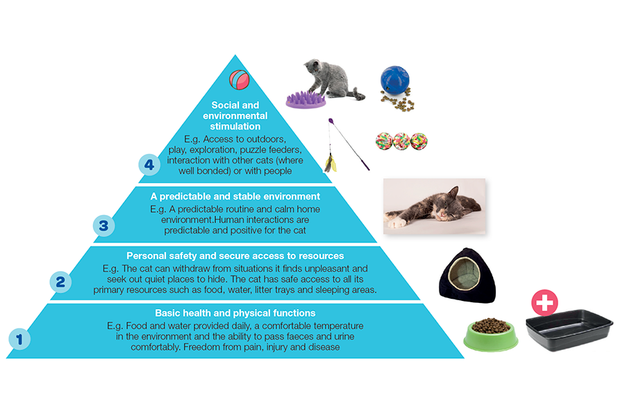 Diagram showing the hierarchy of cats needs which is described below