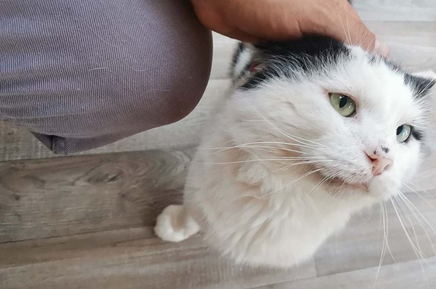 Black and white cat looking at camera