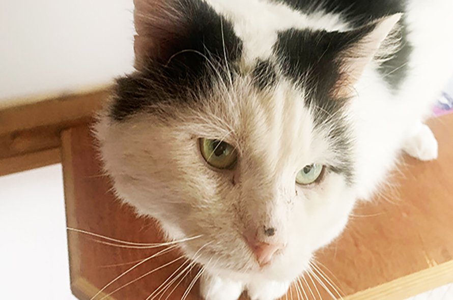 Black and white cat on a table