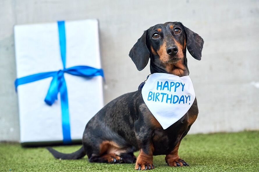 Dachshund at Battersea posing with gift and wearing birthday bandana