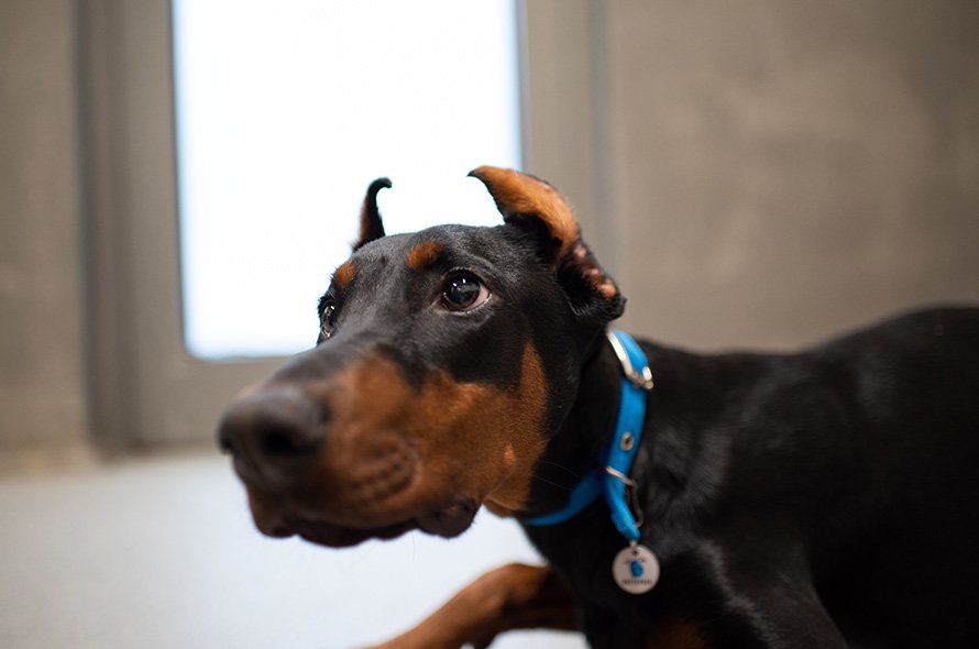 Doberman with ears cropped