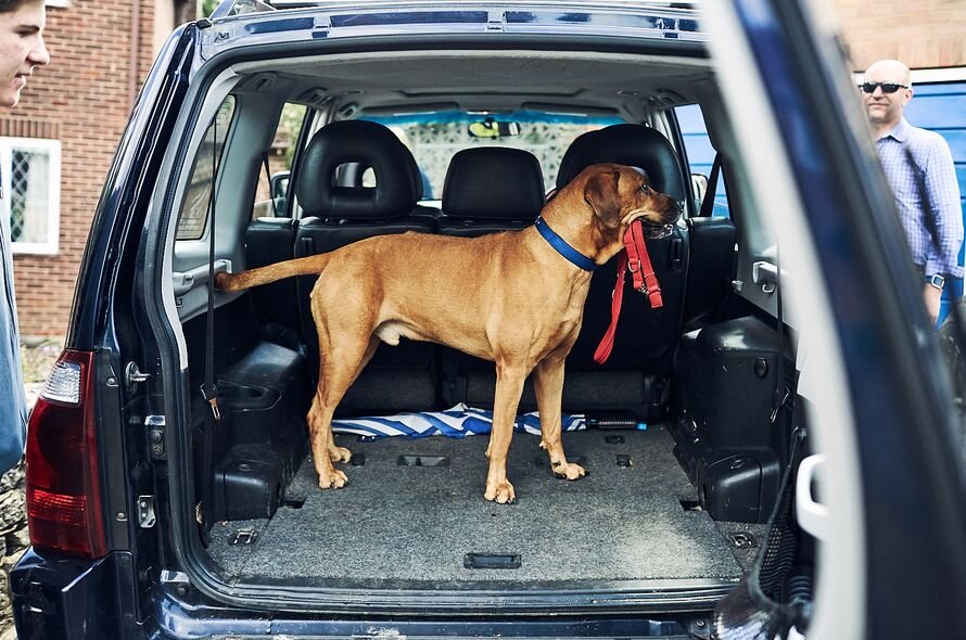 Dog in the trunk of a car with a lead in their mouth