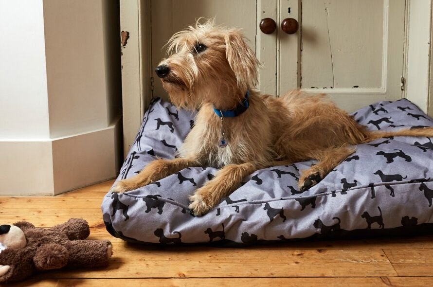 Dog laying down on dog bed