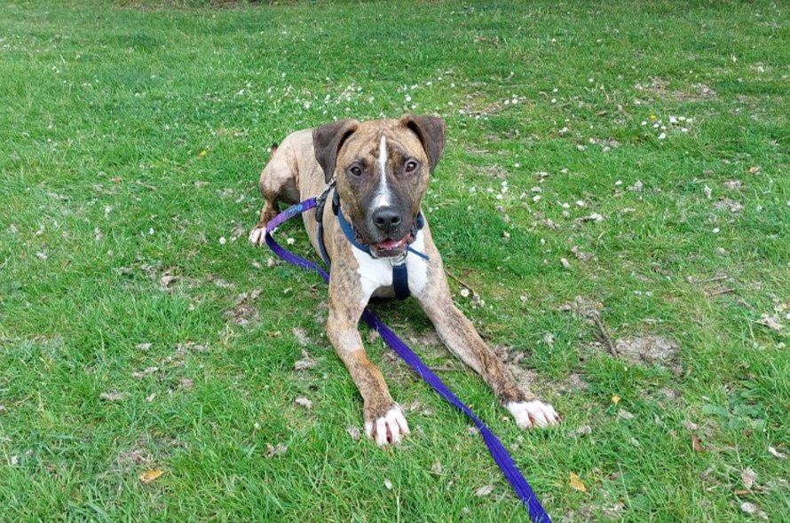 Dog laying on the grass