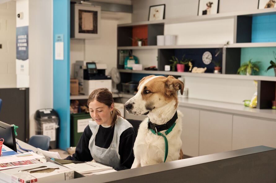 Dog sitting at reception desk at Battersea