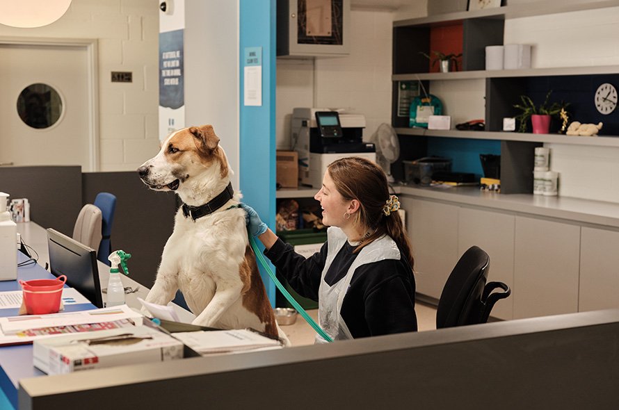 Dog standing behind the reception desk