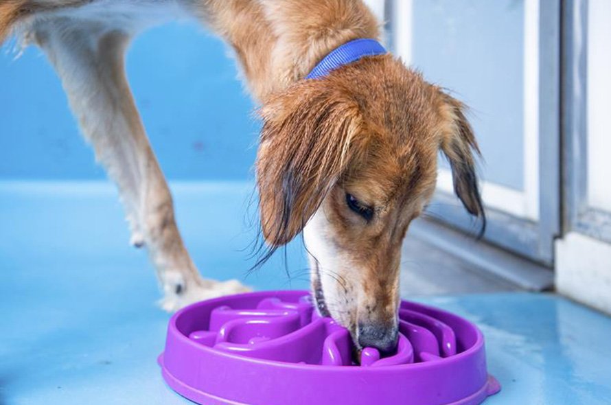 Dog using puzzle feeder