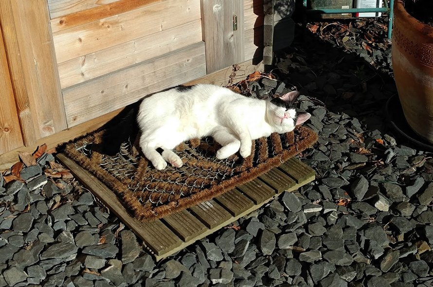 Black and white cat sunbathing on a mat by a garden shed