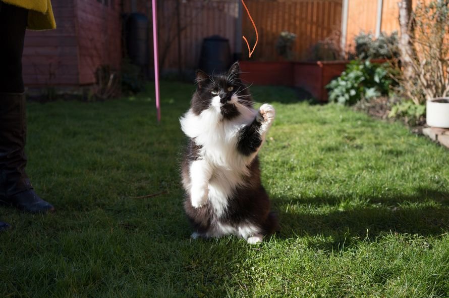 Fluffy black and white cat playing with a string toy in a garden