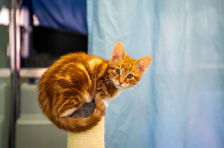 Ginger kitten sitting on top of scratch pole