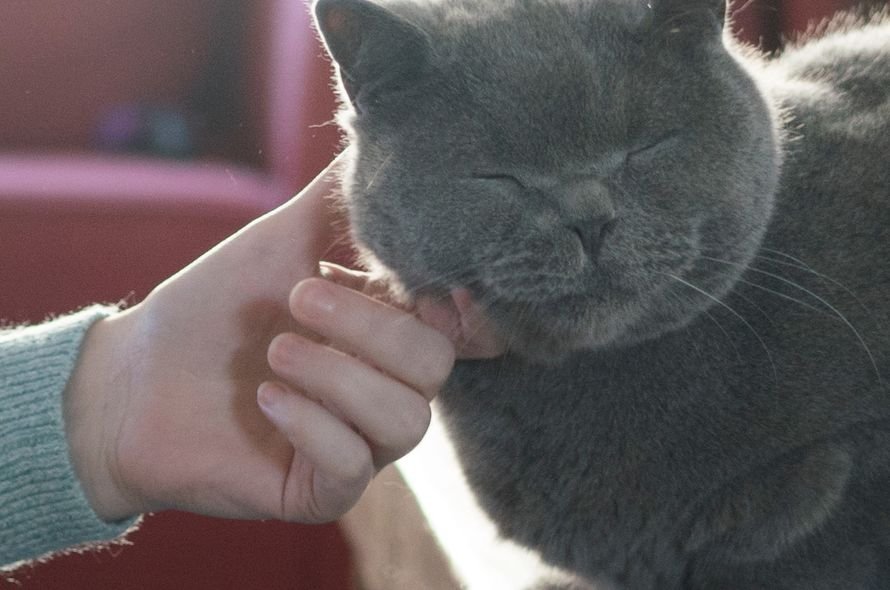 Grey cat being stroked on their chin