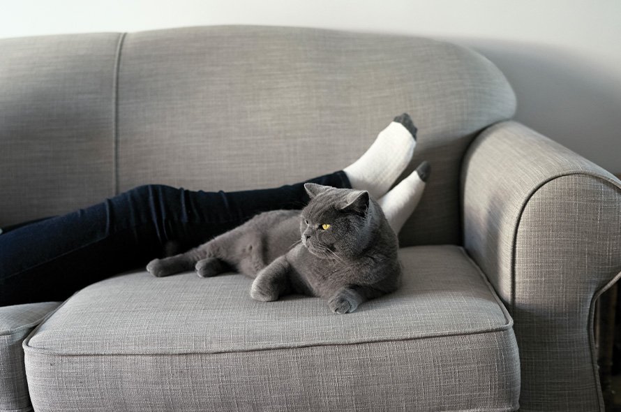 Grey cat sitting on sofa 