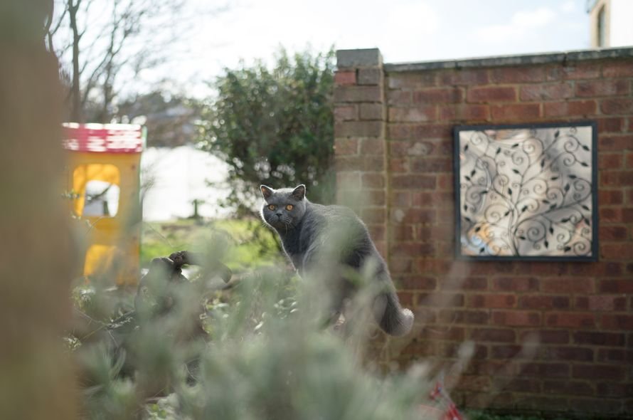 Grey cat standing on a brick wall