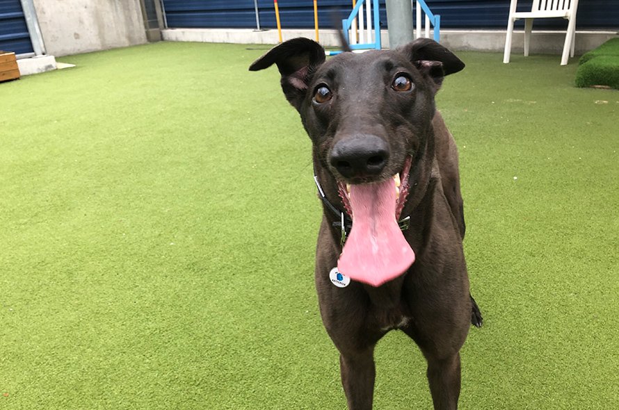 Hattie sticking out her tongue