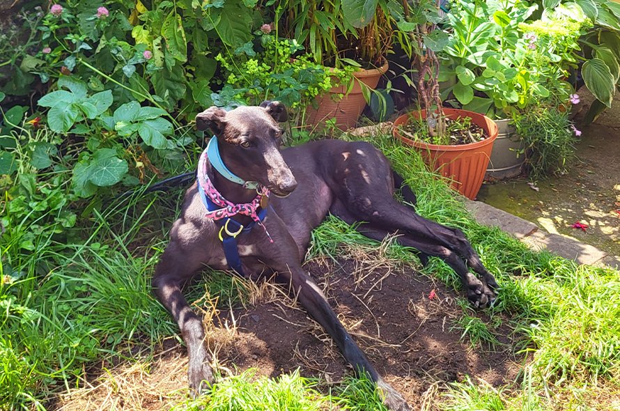Hattie the greyhound laying in the shade