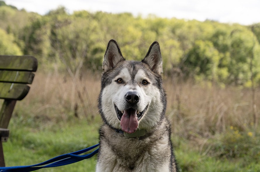 Husky sat in a field