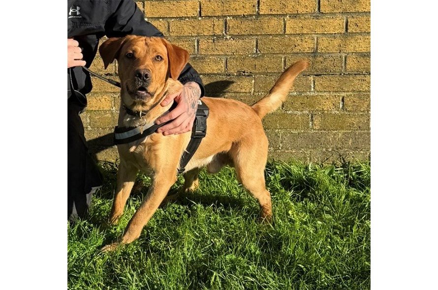 Dog in front of a brick wall being held by handler