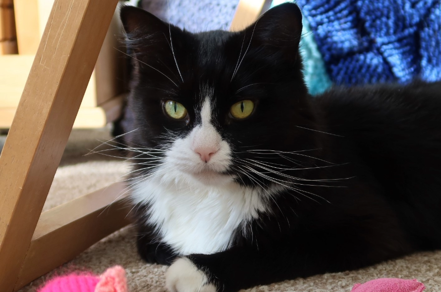 Katara the black and white cat playing with toys on the floor