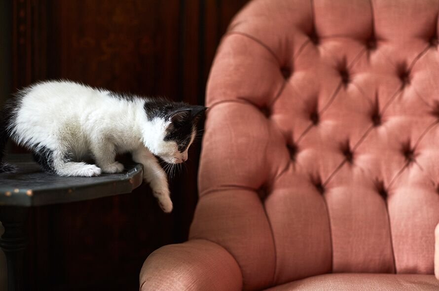 Kitten reaching out to red chair