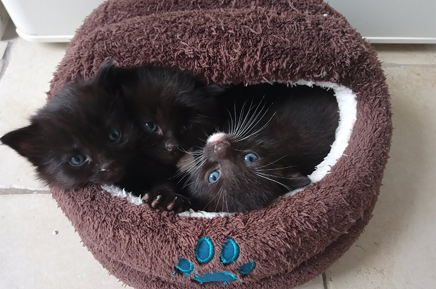Kuddus kittens in a cat bed