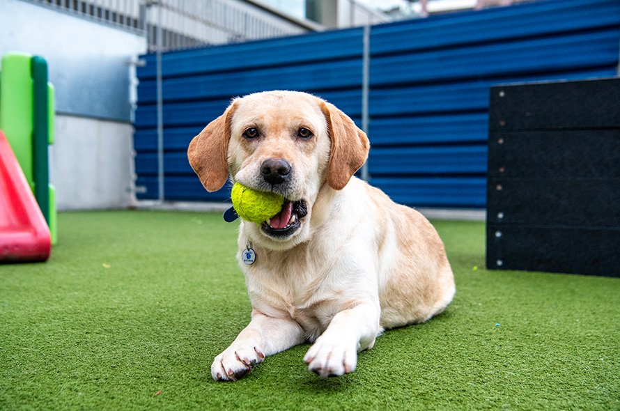 Labrador laying down with tennis ball in mouth