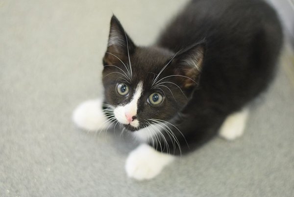 Larry a black and white kitten looking at the camera