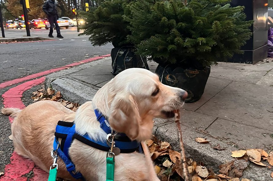 Lexi chewing a stick