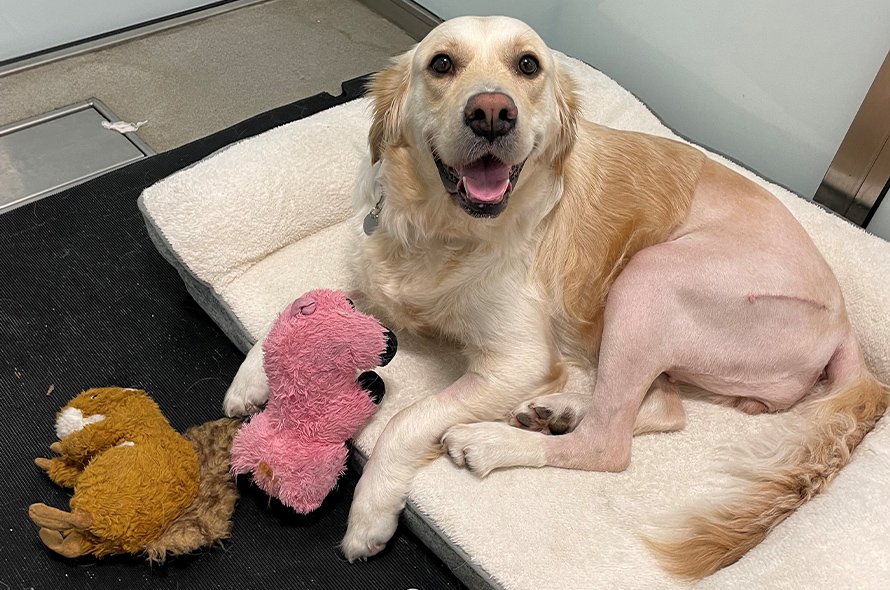 Lexi laying down on a bed with her lower half shaved