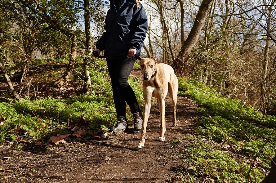 Lurcher walking on a lead in the woods with a Battersea staff member