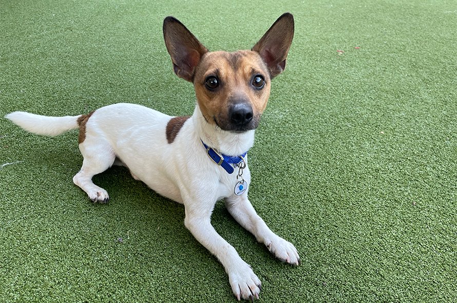 Mango on the paddock