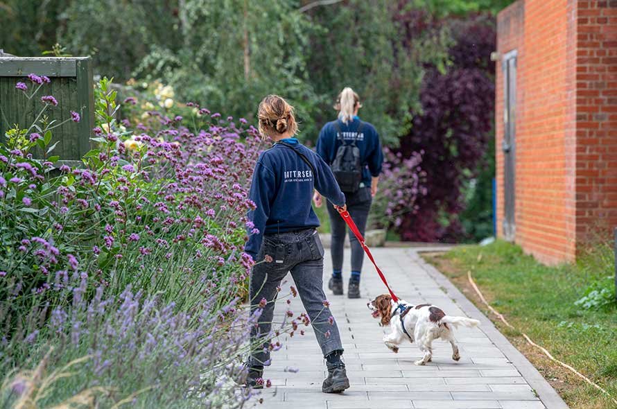 Battersea staff walking Spaniel Dottie in Old Windsor paddock with a special dog sensory garden