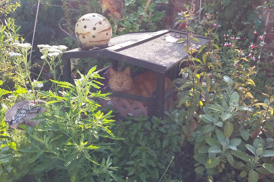Orange cat curled up in a cat house