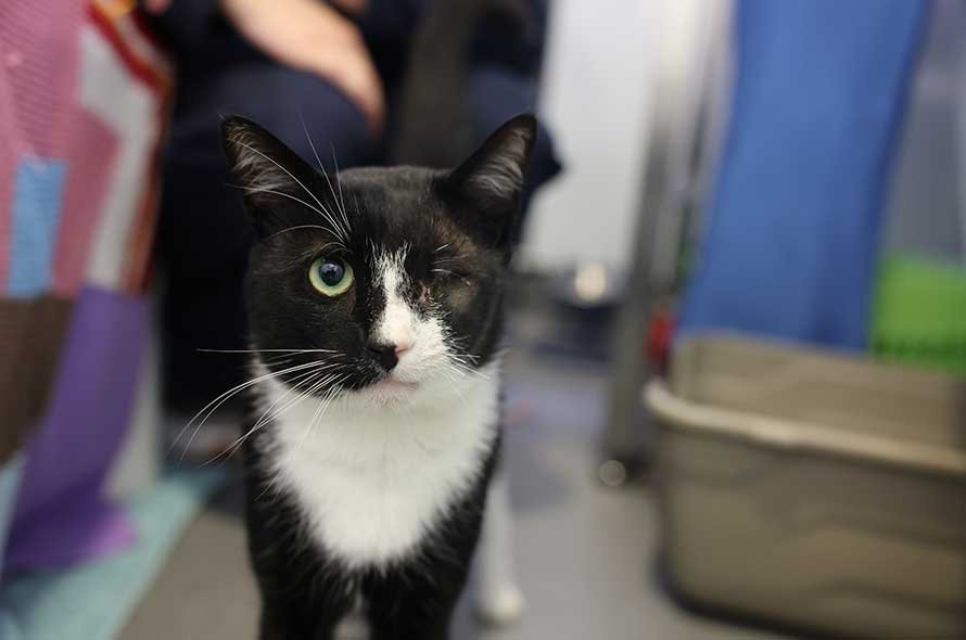 Sammy in his pod with a member of Battersea staff 