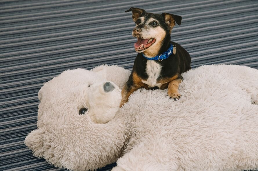 Senior dog laying down on a big teddy bear 