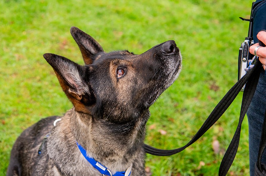 Shepherd dog looking up at owner
