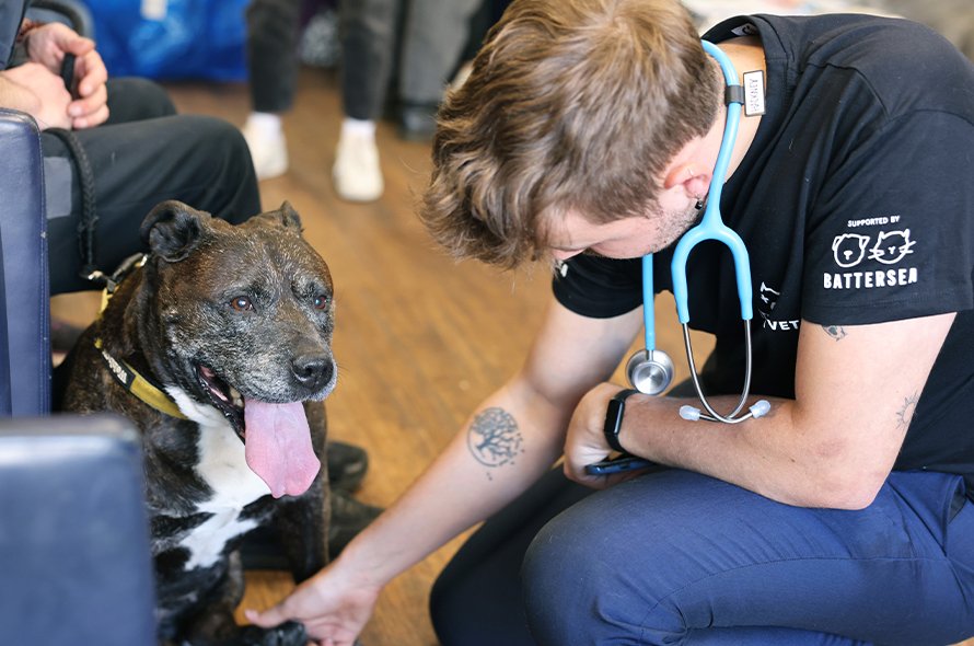 A person reaching for a dogs paw