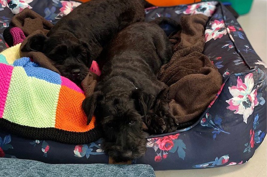 Two black puppies laying in bed